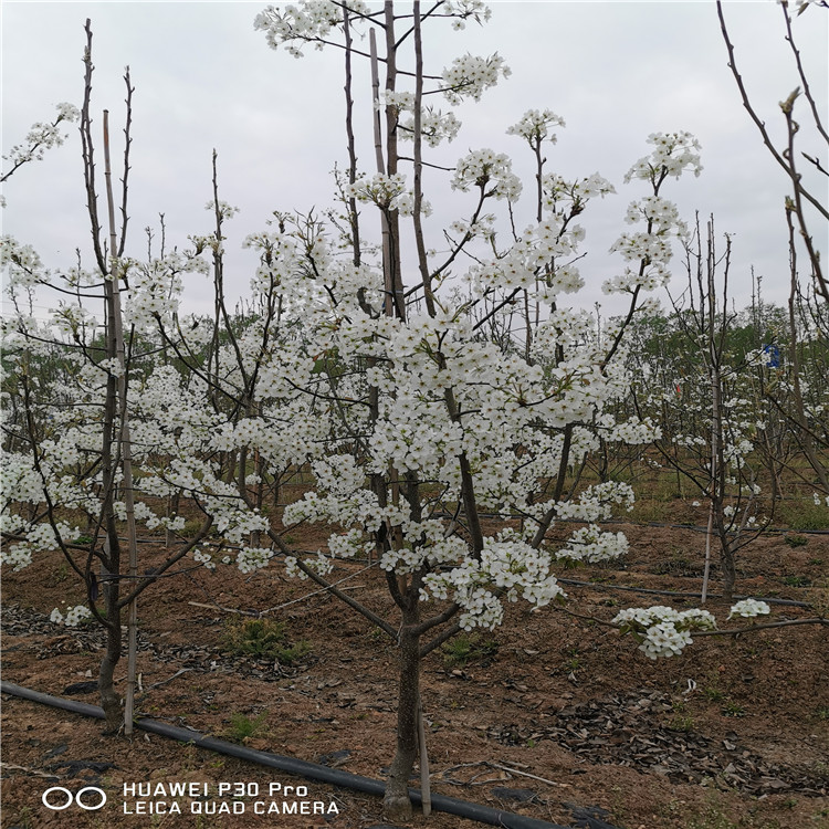 出售翠玉梨树苗、出售翠玉梨树苗基地