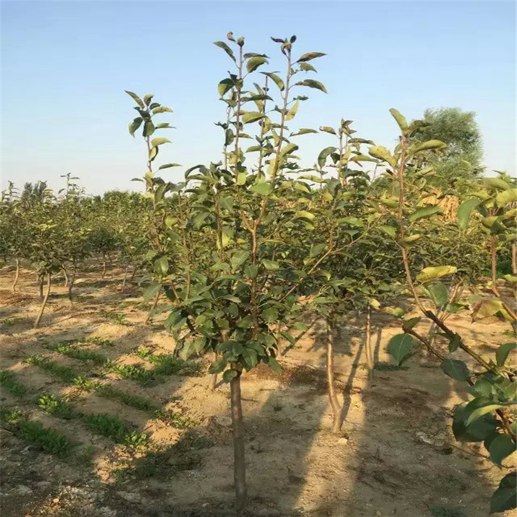 出售早生喜水梨苗、出售早生喜水梨苗基地