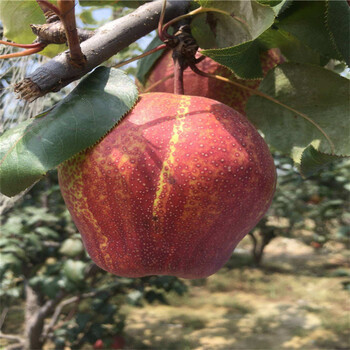 早紅考密斯梨苗報價、早紅考密斯梨苗價格