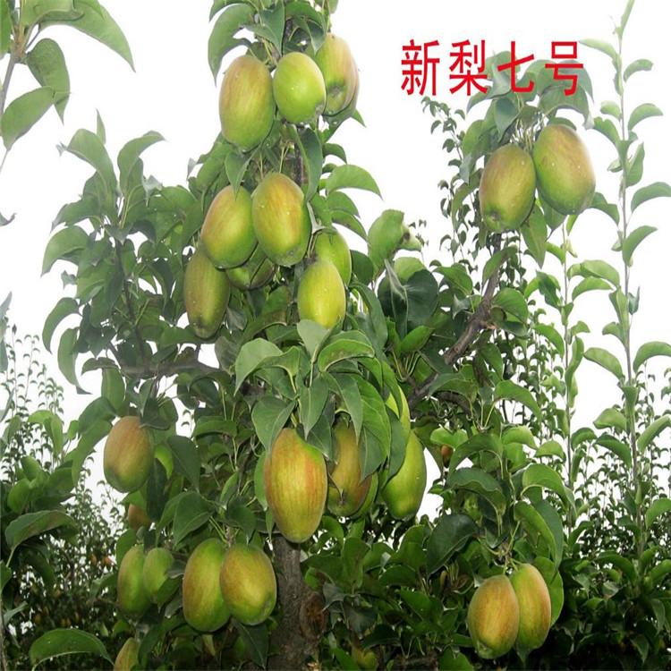 中梨1號梨苗價格、中梨1號梨苗新品種