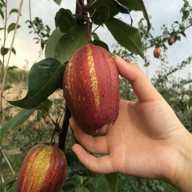 紅茄梨樹苗、紅茄梨樹苗報(bào)價(jià)及價(jià)格
