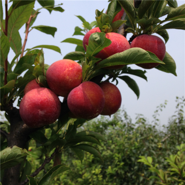 紅布朗李子苗品種介紹、紅布朗李子苗價(jià)格及報(bào)價(jià)