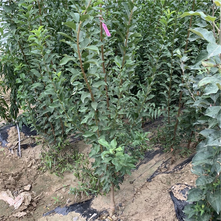 出售李子苗品種、出售李子苗價格及基地