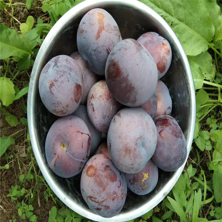 出售李子樹(shù)苗、出售李子樹(shù)苗基地及價(jià)格