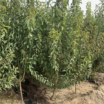 三華李子樹苗出售、三華李子樹苗基地