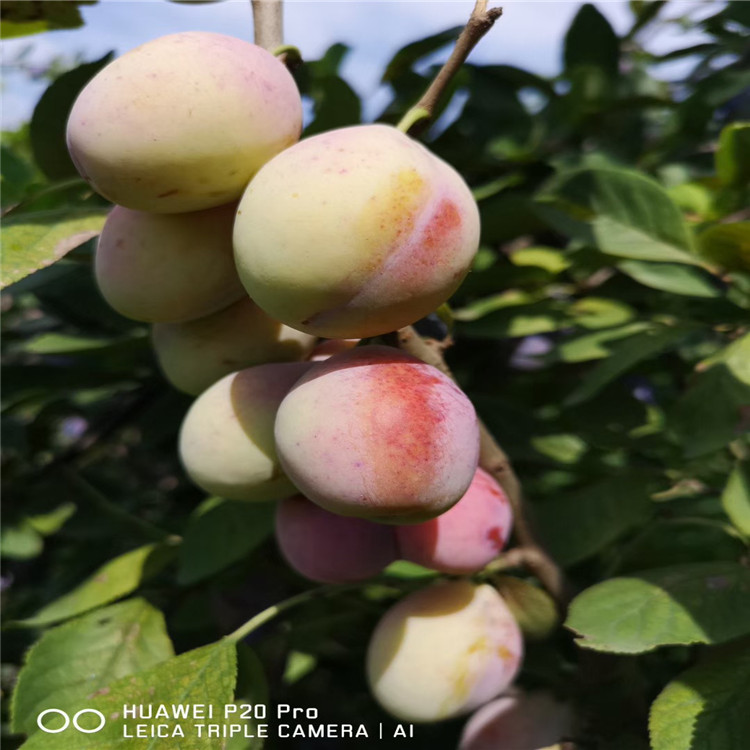 秋紅李子樹(shù)苗、秋紅李子樹(shù)苗價(jià)格及報(bào)價(jià)
