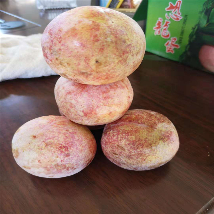 新品種大紅袍李子苗價(jià)格、新品種大紅袍李子苗基地