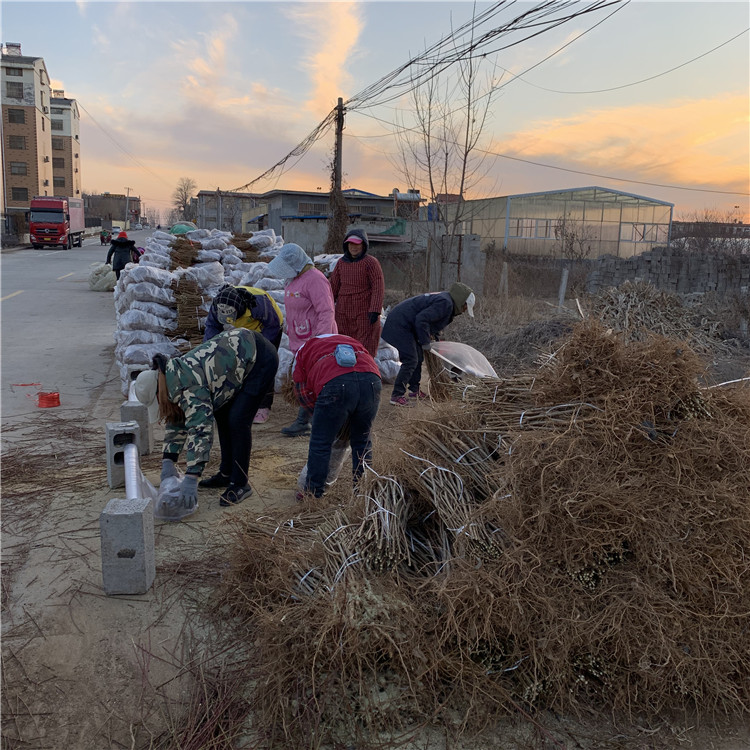 脆红李树苗出售、脆红李树苗价格及报价