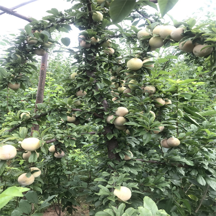 批發(fā)李子樹苗出售、批發(fā)李子樹苗價格及基地