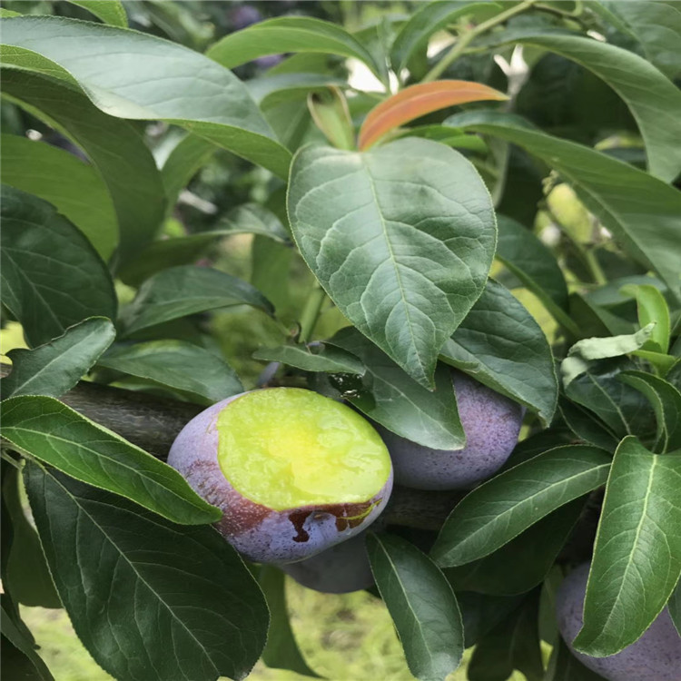 紅布林李子苗出售、紅布林李子苗基地