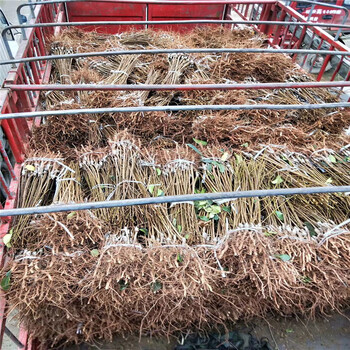 黃金李子苗、黃金李子苗價(jià)格及基地