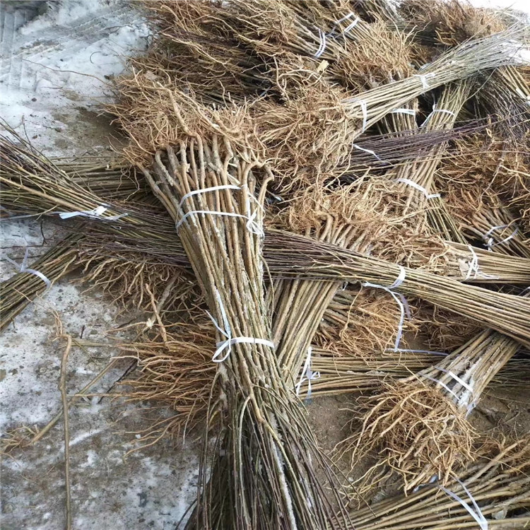 國(guó)峰十七號(hào)李子苗批發(fā)價(jià)格、國(guó)峰十七號(hào)李子苗基地及報(bào)價(jià)