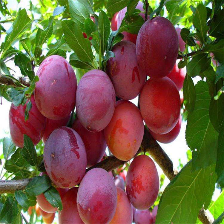 半邊紅李子樹苗批發(fā)價(jià)格、半邊紅李子樹苗基地及報(bào)價(jià)