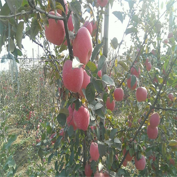 紅心蘋果樹苗基地及報(bào)價(jià)