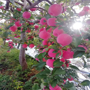 黑苹果苗出售基地