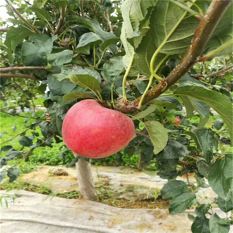 寒富苹果苗基地