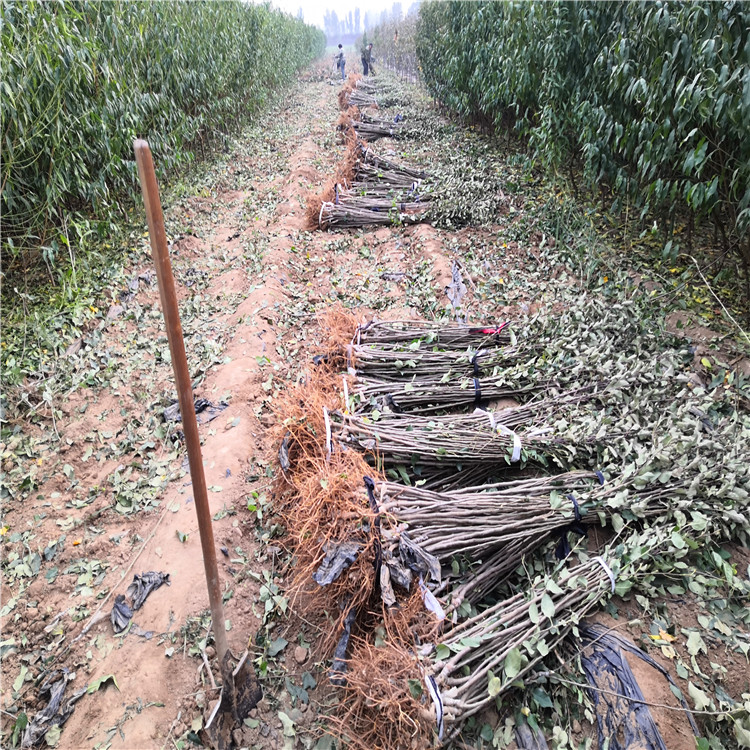 望香红苹果树苗基地