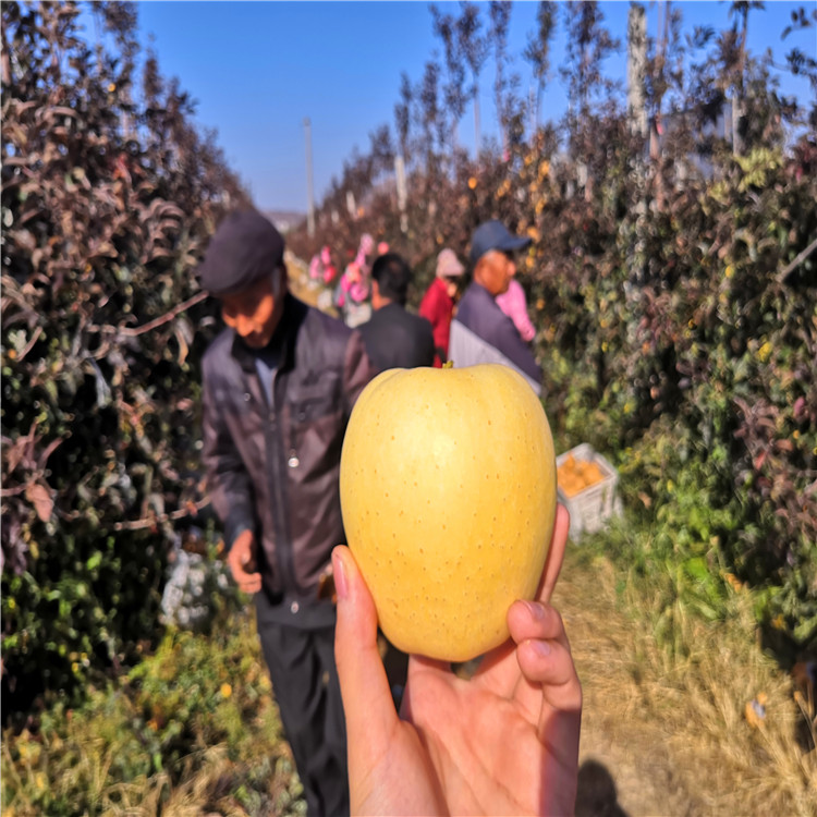 神富六号苹果树苗出售价格