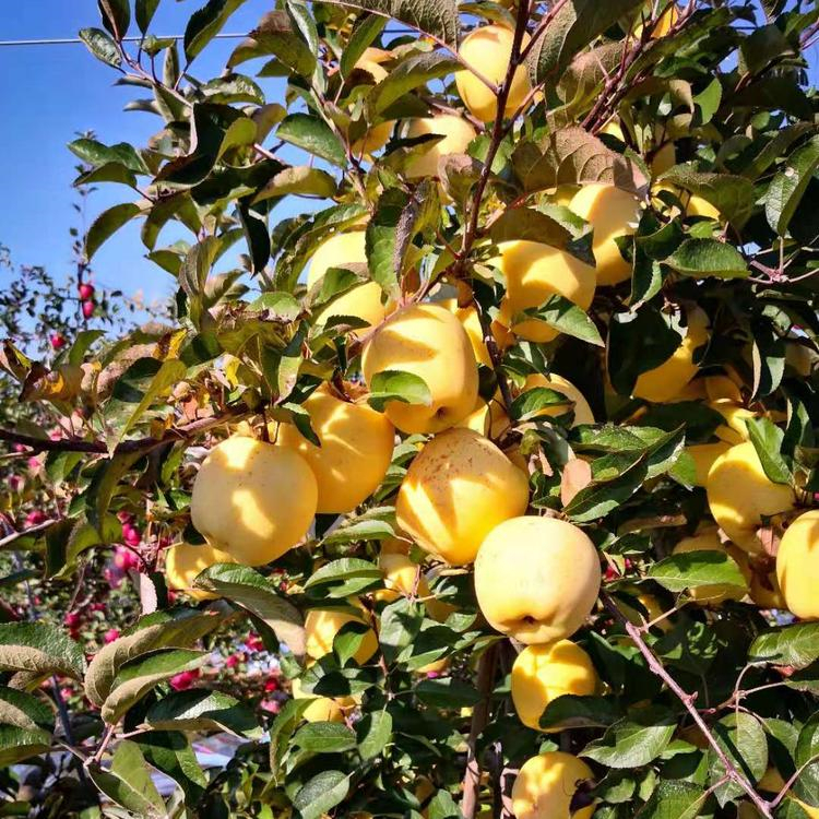 黄元帅苹果树苗基地