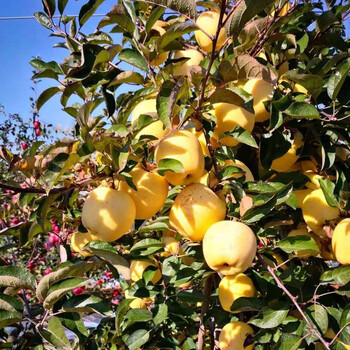 双矮苹果树苗出售基地