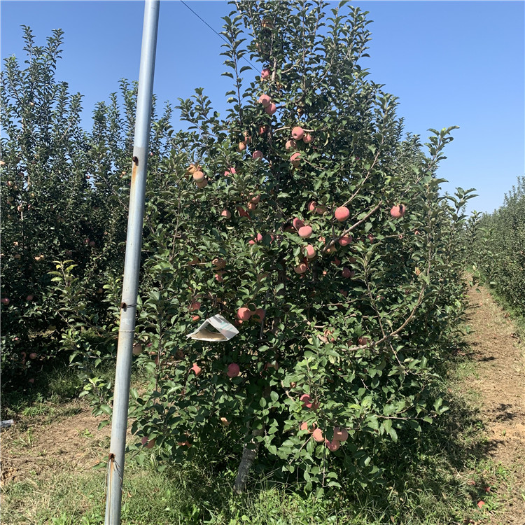 123苹果树苗报价