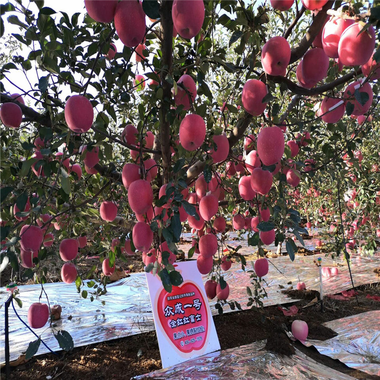 華玉蘋果樹(shù)苗批發(fā)基地
