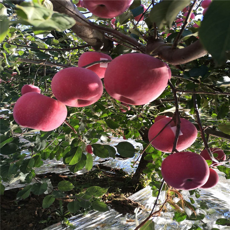 煙富10號(hào)蘋(píng)果苗出售價(jià)格