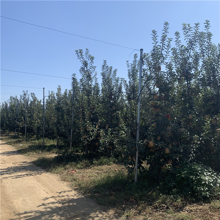 寒富苹果苗基地及价格