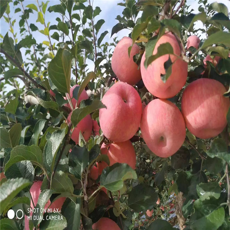 瑞阳苹果树苗新品种