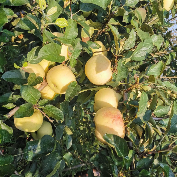 煙富六號蘋果樹苗批發(fā)價格