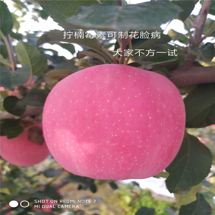新品種蘋果苗、新品種蘋果苗基地