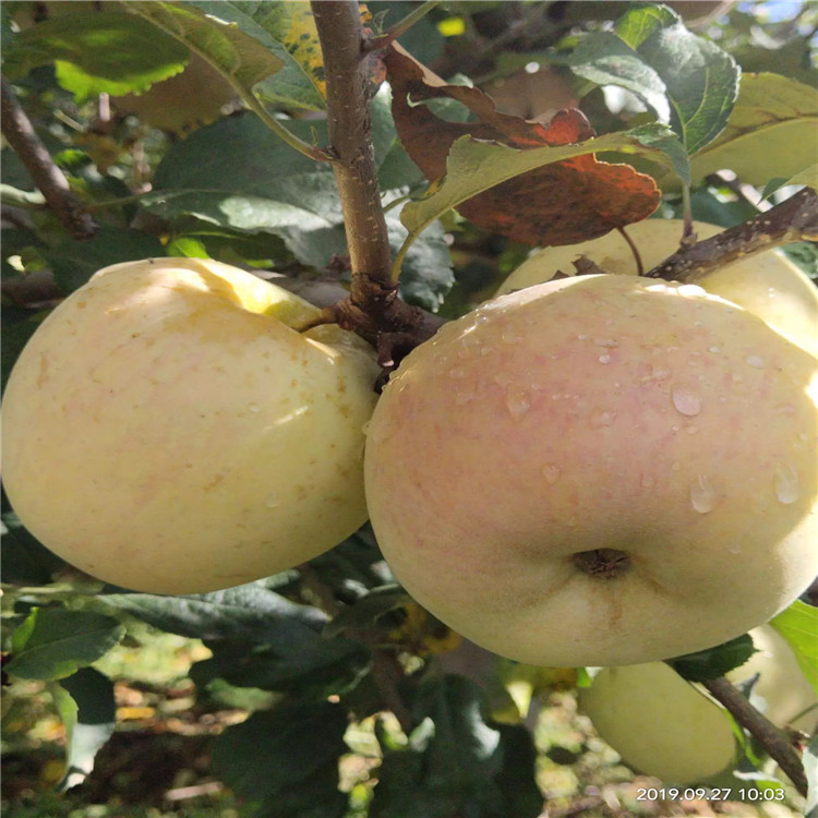 矮化柱状苹果苗