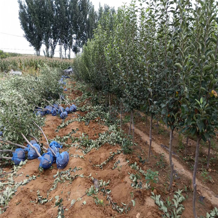 红蜜脆苹果树苗批发基地