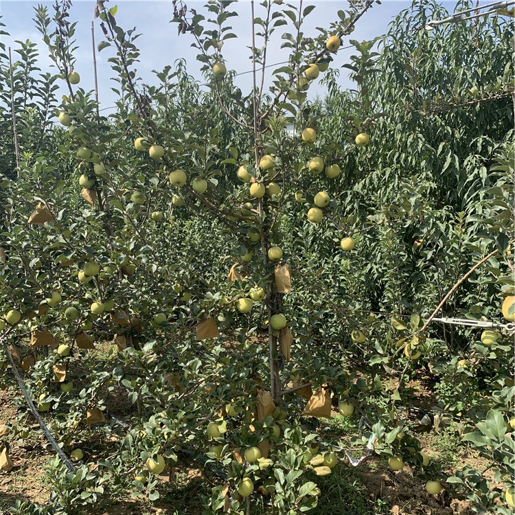 山东苹果苗基地及价格