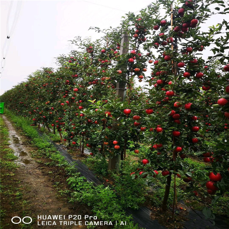 矮化砧蘋(píng)果苗基地