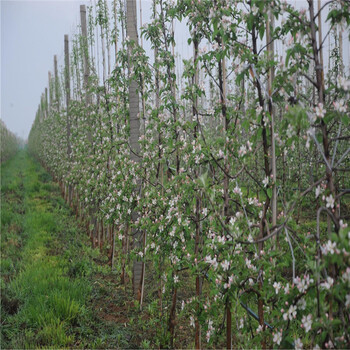 矮化苹果树苗、矮化苹果树苗出售基地