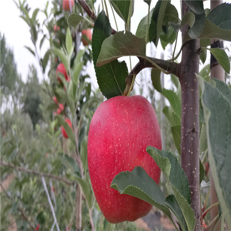 红心苹果树苗出售基地