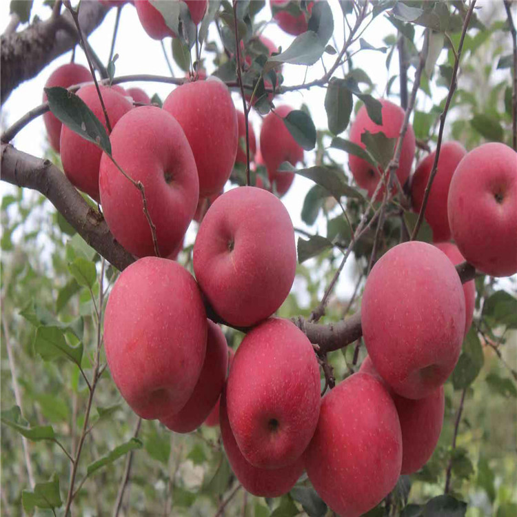 元帅苹果苗基地及价格