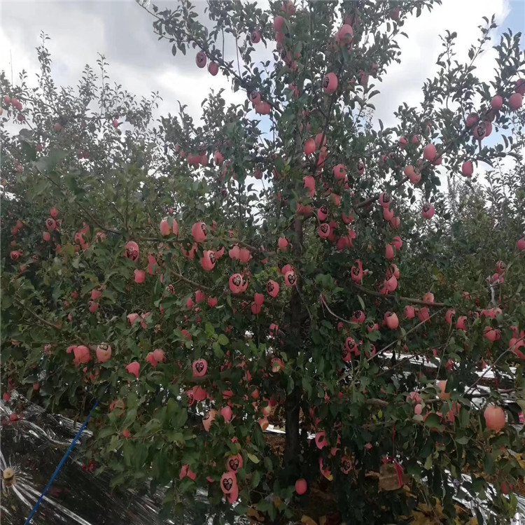 紅心蘋果苗出售價(jià)格