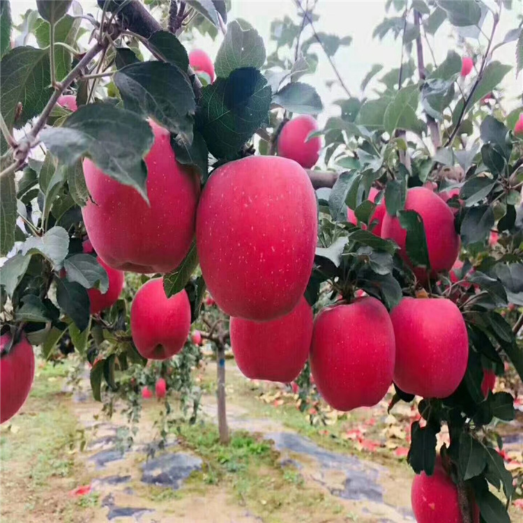 神富6号苹果树苗出售基地