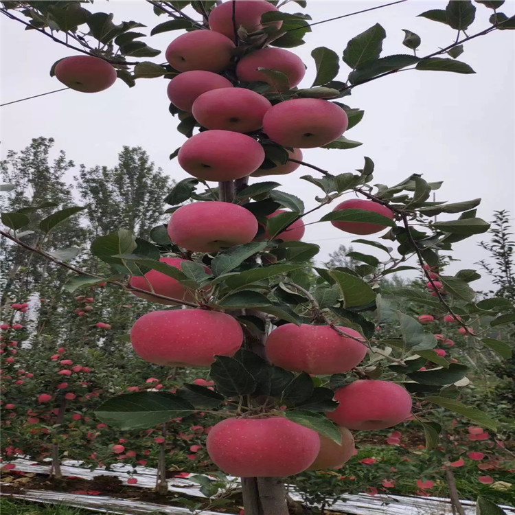 瑞雪苹果树苗基地