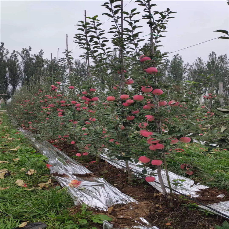 小国光苹果苗出售