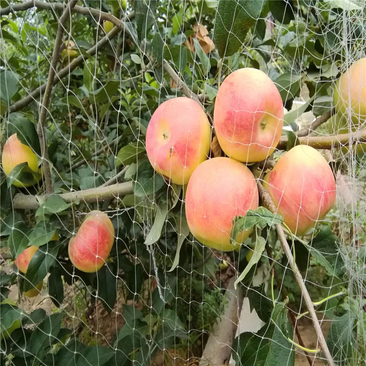 长枝苹果树苗价钱