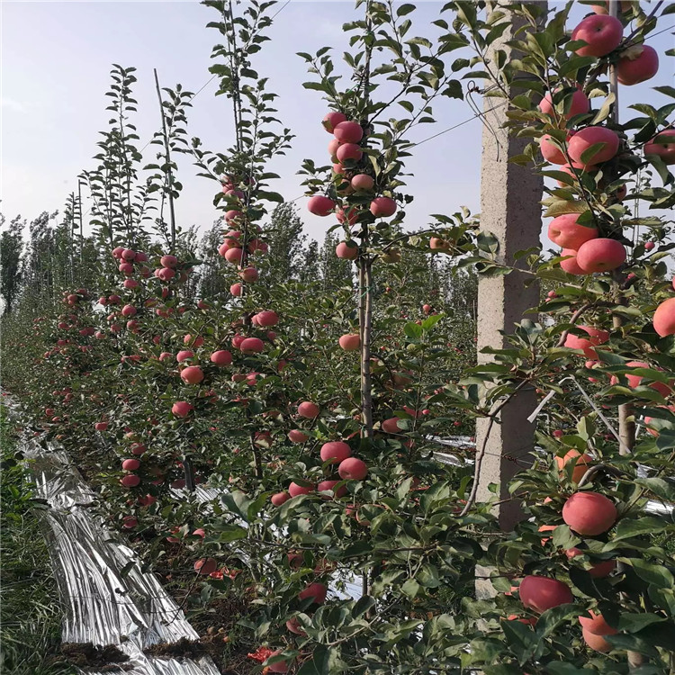 望香红苹果树苗基地