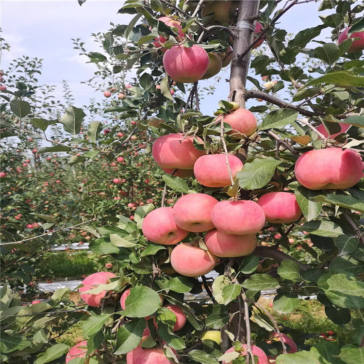 紅肉蘋(píng)果樹(shù)苗、紅肉蘋(píng)果樹(shù)苗批發(fā)基地