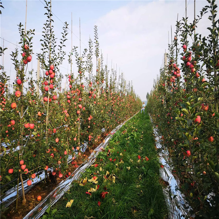 新2001苹果苗基地