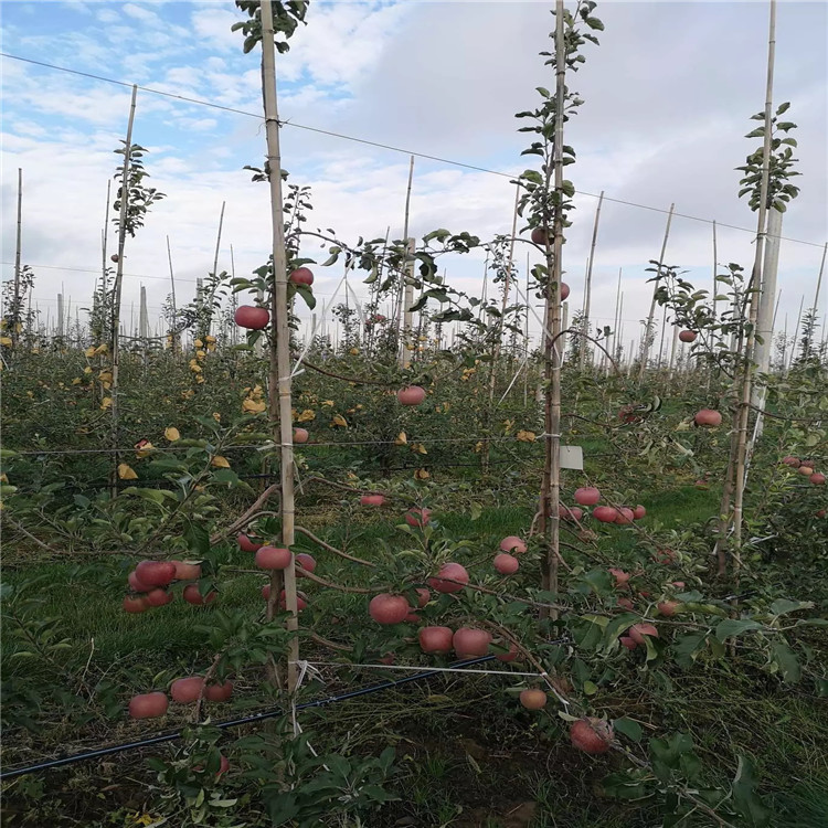 新红星苹果树苗基地及价格
