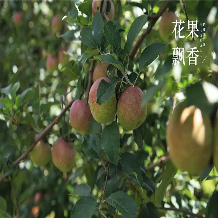 華碩蘋果苗批發(fā)