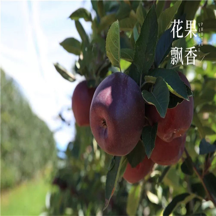 華冠蘋果苗基地及價格