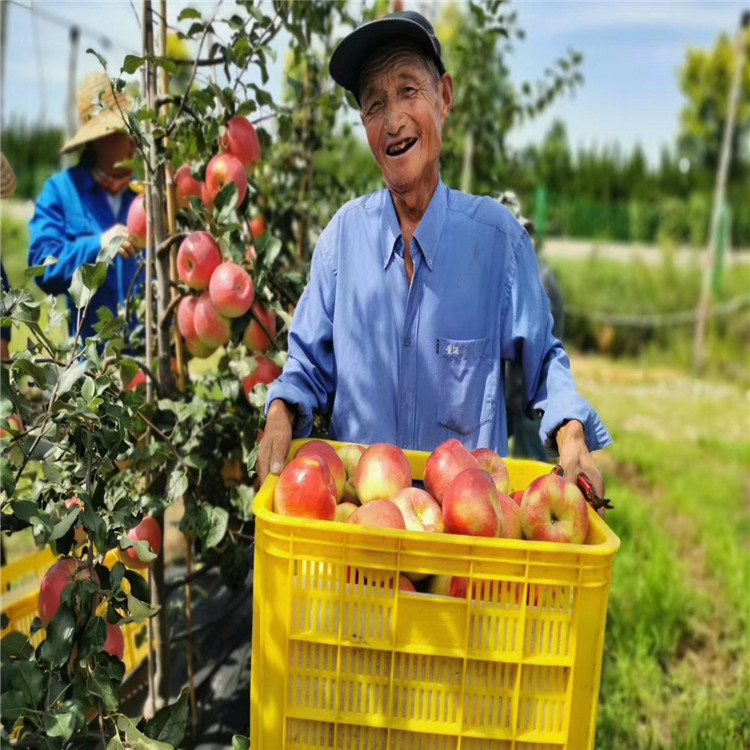 奶油苹果树苗批发